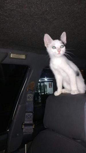 Gatito en Adopción