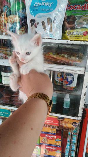 Gato Angora Albino