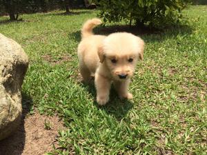 ¡HERMOSOS GOLDEN RETRIEVER!