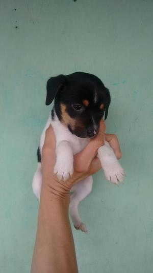 Hermosa Fox Terrier Totalmente Garantiza