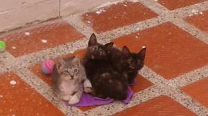 Hermosas Gaticas Buscan Hogar