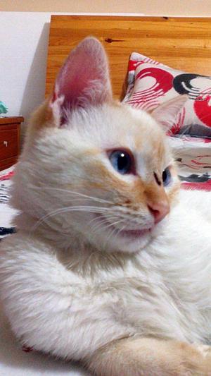 Hermoso gato blanco de ojos azules de 10 meses de edad