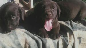 Hermosos Labrador Chocolate