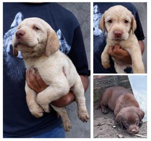 Hermosos Labrador Retriever