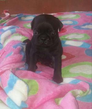 Hermosos Pug Negritos para La Venta