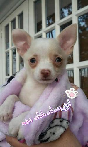 Mini chihuahua for sale girl en colombia