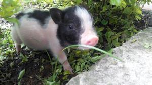 Mini pigs cerditos miniatura nacidos Marzo  minipig