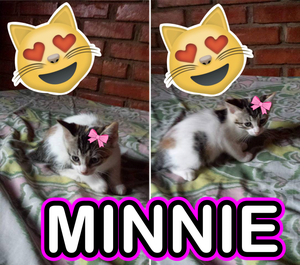 Minnie busca hogar, en adopción