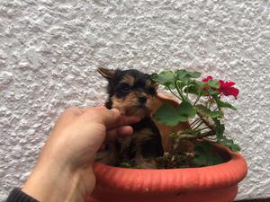 ¡PRECIOSOS CACHORROS MINI YORKSHIRE!