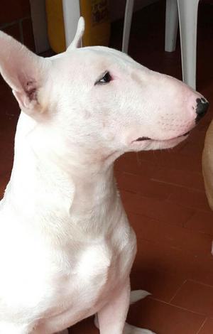 Perro Bull Terrier para Monta