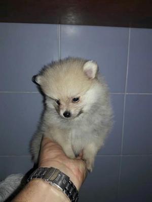 Pomeranias. Disponibles