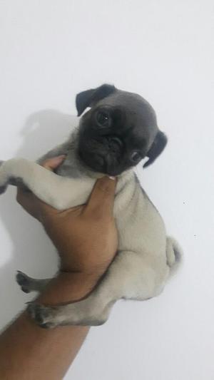 Pug Carlino