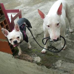 Quiero Novia Bull Terrier