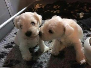 Schnauzer Miniatura Blancos