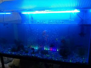 Se Vende Hermoso Acuario