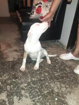 Se Vende Pitbull