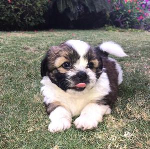 Shih Tzu