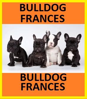 UNICOS BULLDOG FRANCES EN VENTA!!!!