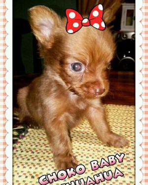 Unicaaaa chihuahua choko baby en colombia