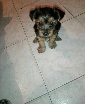 Vendo Cachorra Yorshire Terrier