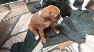 Vendo Lindas Perritas de Raza Bullterrie