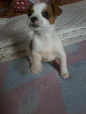 Vendo Perrito Pincher con Chihuahua