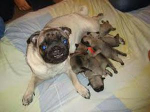 Vendo Perritos Pug Arenas