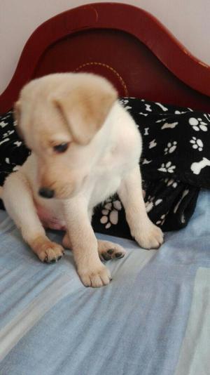 Vendo Perro Labrador