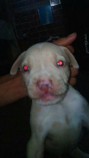 Vendo Pitbull Ojos Azules