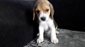 Vendo Ultima Beagle Tricolor SOLO hembra