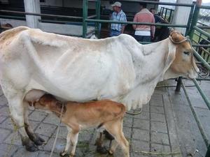 Vendo Vaca Y Hijo Macho