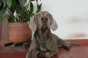 Venta de Perro Weimaraner