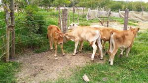 Venta de Terneras Tipo Leche