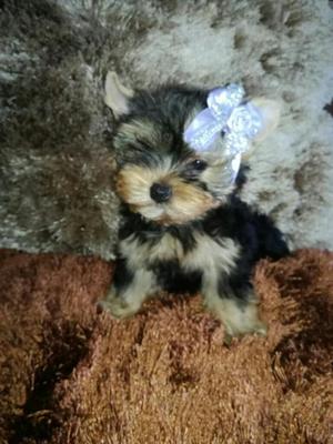 Yorkshire Terrier Hembra Miniatura