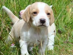 hermosos cachorros de beagle