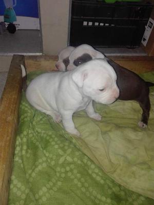 hermosos pitbull stanford criados con mucho amor se entregan