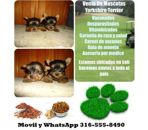 Lindos cachorros yorkshire terrier miniatura y estandar