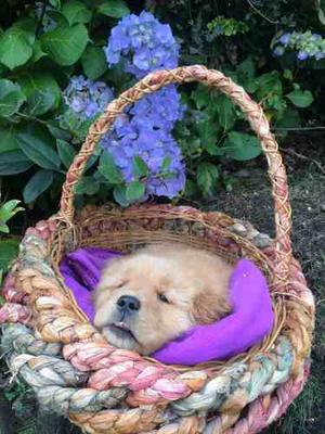 Perritos Golden Retriever