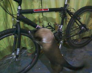 Se Vende Bicicleta Diamonbaak