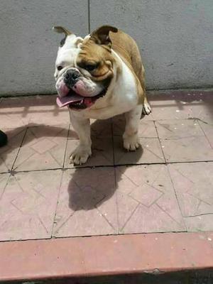 BULLDOG INGLES EN VENTA