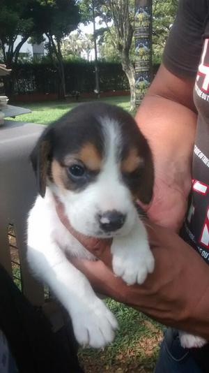 Beagle Cachorro