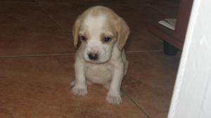 Bebe beagle 100 mil pesos