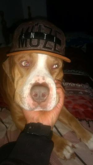 Busco Novia para Pitbull