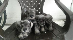 Cachorritos Schnauzer Vacunados