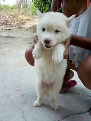 Cachorros Barranquilla Pp