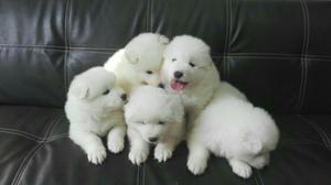 Cachorros Samoyedos