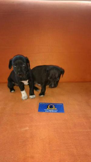 Cachorros de Pincher Miniatura Criadero Certificado