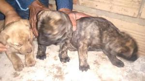 Cachorros en Adopcion