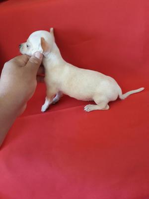 Chihuahua Hembra Miniatura