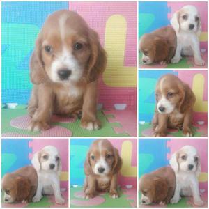 Disponibles Hermosos Cocker Spaniel